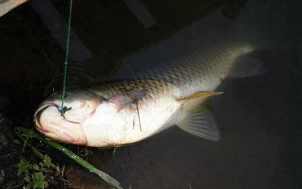 冬天钓草鱼要不要钓底?