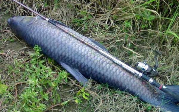 钓青鱼离底多少合适?