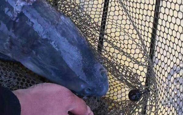 青鱼怎么钓上鱼快?