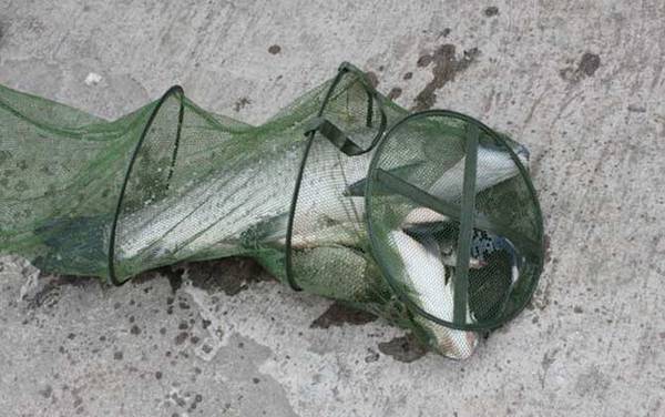 钓青鱼怎么调漂最好?