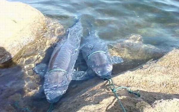 钓青鱼怎么调漂最好?