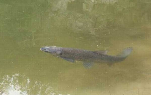 钓青鱼怎么调漂最好?