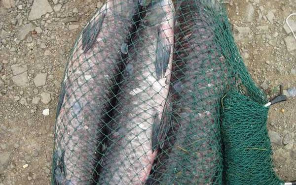 黑坑青鱼珠珠钓法及注意事项