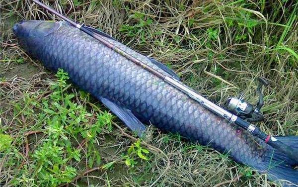 钓黑坑青鱼如何调漂?