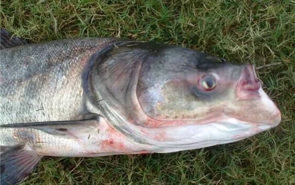 手竿钓鲢鳙怎么调漂?