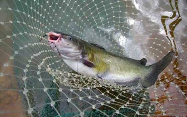 鲶鱼钓法技巧及注意事项