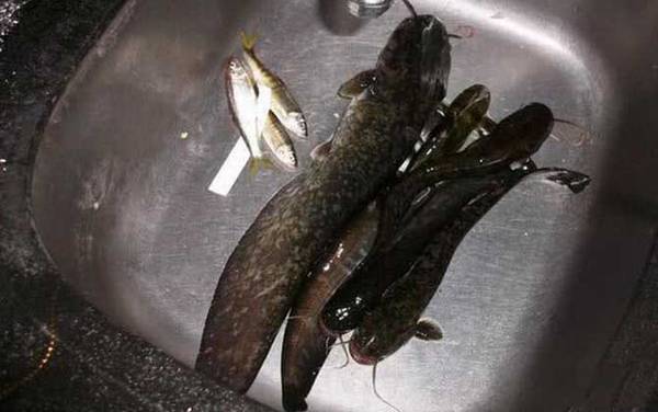 白天钓鲶鱼的经典方法