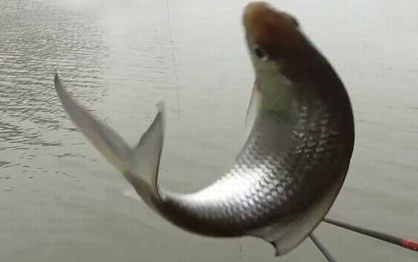 钓土鲮鱼是钓底还是钓浮?