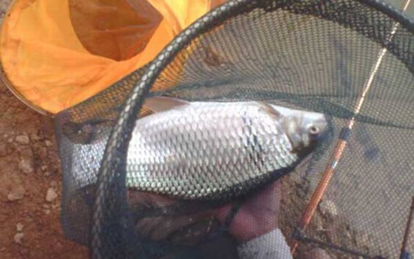 夏天怎么钓土鲮鱼上鱼快?