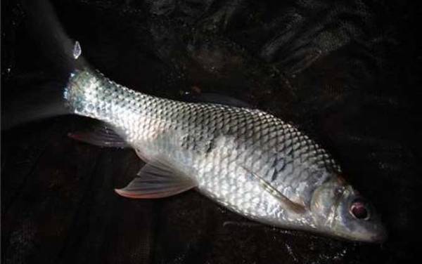 土鲮鱼什么时候最好钓?