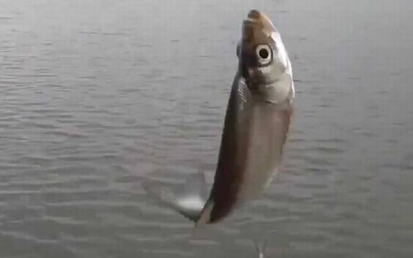 白条鱼什么时候好钓?