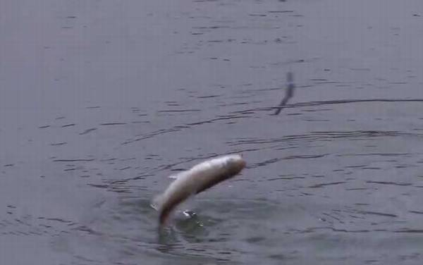 白条鱼钓底还是钓浮?