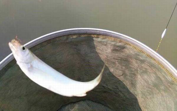 钓白条鱼什么时候提竿?