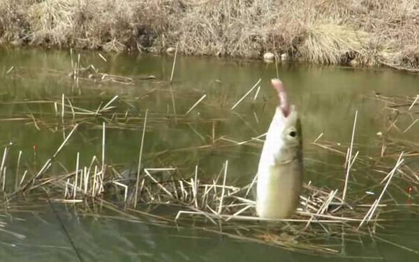 为什么水面很多白条鱼却钓不到?