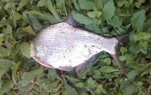 钓鳊鱼的绝招及注意事项