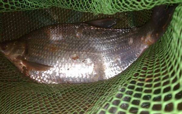 钓鳊鱼的最佳季节和时间