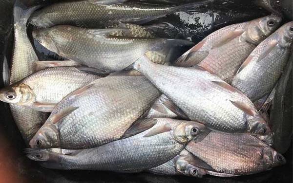 钓鳊鱼的最佳季节和时间