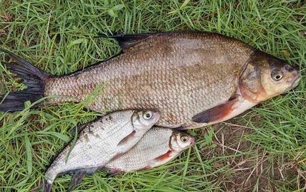 野钓鳊鱼技巧及注意事项