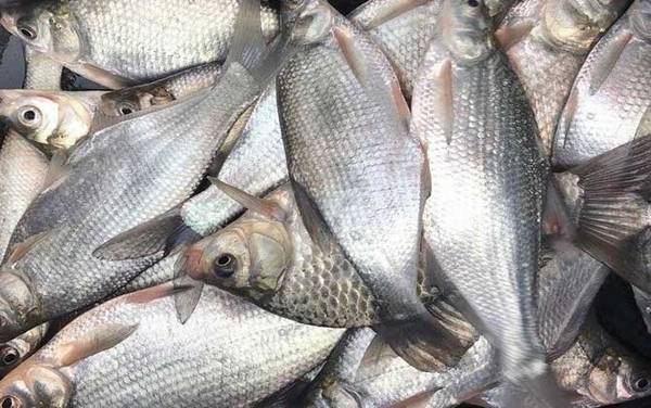 玉米钓鳊鱼是钓底还是钓浮?