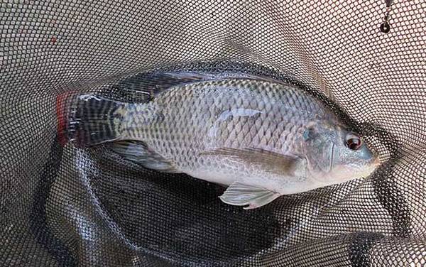 5斤以上大罗非怎么钓最好?