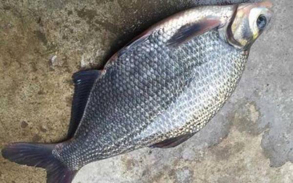 春季钓鳊鱼是钓底还是钓浮?