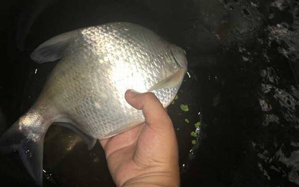 春季钓鳊鱼是钓底还是钓浮?