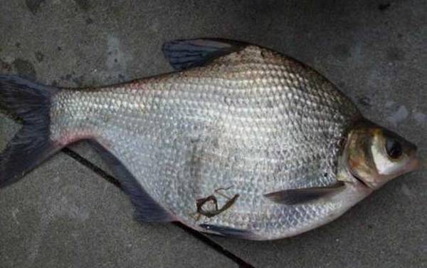 秋天钓鳊鱼是钓底还是钓浮?