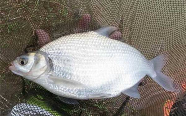 秋天钓鳊鱼是钓底还是钓浮?