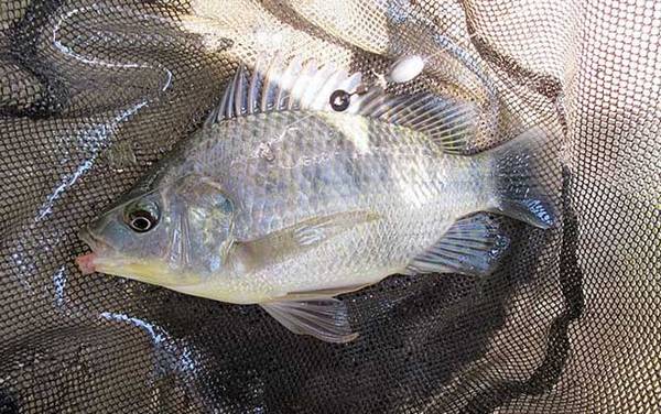 钓罗非鱼技巧及注意事项