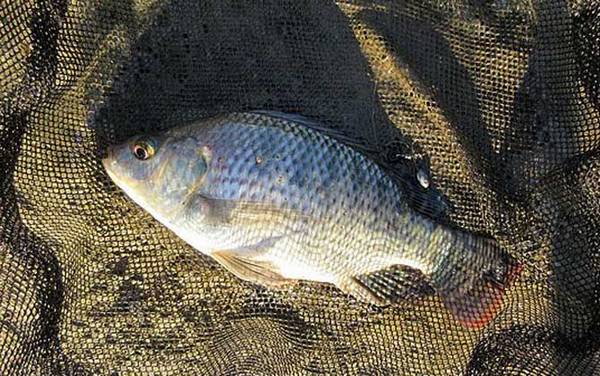 怎样钓罗非鱼容易上钩?