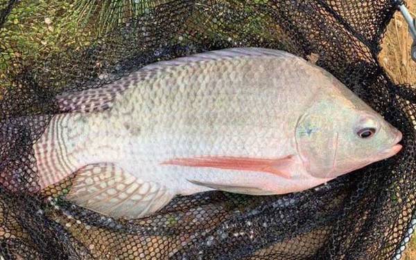 怎样钓罗非鱼容易上钩?