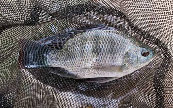 怎样钓罗非鱼容易上钩?