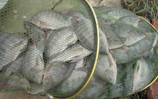 罗非鱼的钓法及注意事项