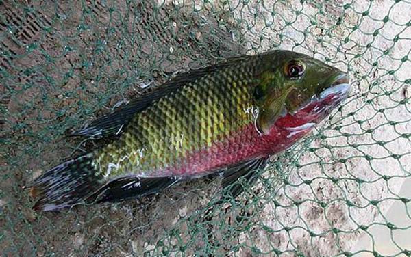 罗非鱼是钓底还是钓浮?