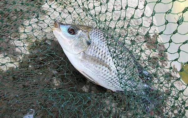 罗非鱼是钓底还是钓浮?