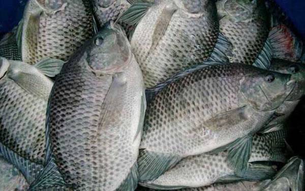 钓罗非鱼怎么避小钓大?