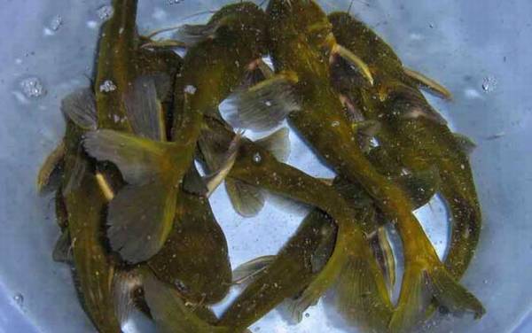 怎么钓黄辣丁最快最有效?