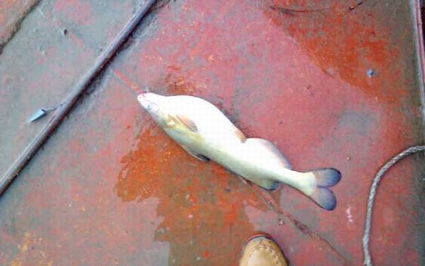 怎么钓黄辣丁最快最有效?