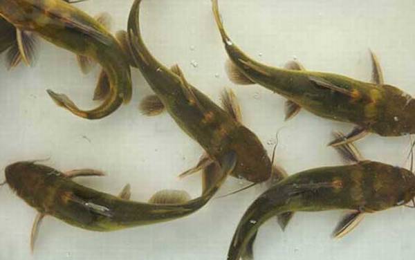 怎么钓黄辣丁最快最有效?