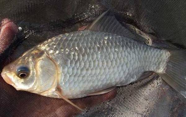 初春钓鲫鱼如何找钓点?