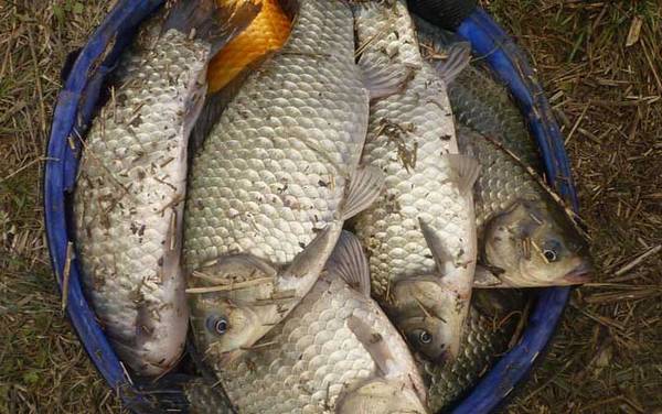 初春钓鲫鱼如何找钓点?