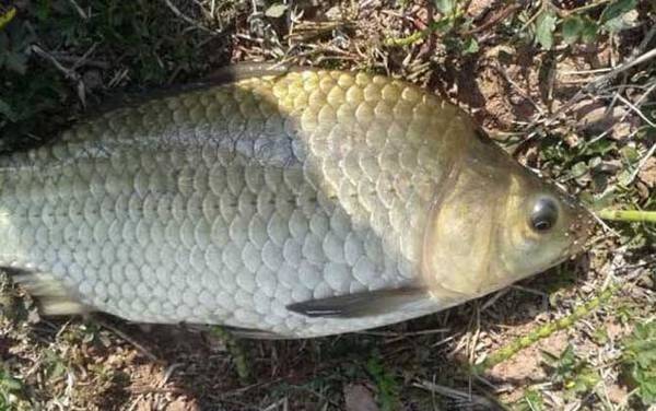 初春钓鲫鱼钓多少水深合适?