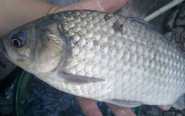 夏季野钓鲫鱼技巧及注意事项