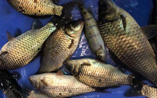 ���ĵ����㼼�ɼ�ע������