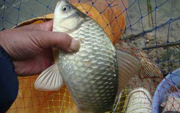 夏季野钓鲫鱼调几目最合适?