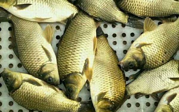 ���ĵ����㼼�ɼ�ע������