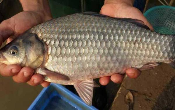 秋天钓鲫鱼多少水深合适?