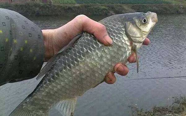 秋季钓鲫鱼怎么选位置?