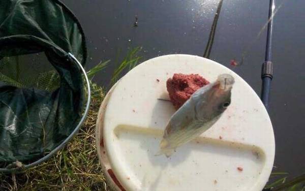 深秋钓鲫鱼水深多少合适?