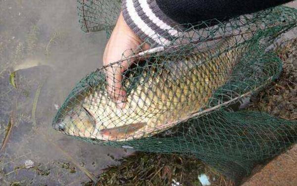 钓鲤鱼怎么选钓位?